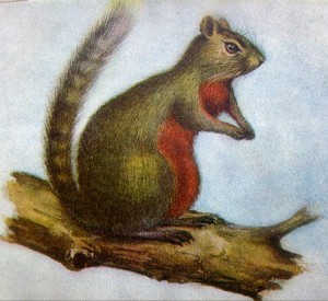 赤腹松鼠（引自卢济珍、岩昆1983,见《海南岛的鸟兽》）