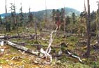 被砍伐的滇金丝猴主要栖息林-冷山林