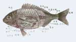 对鱼的解剖