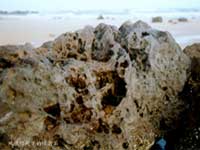 在福建海岸，被海浪侵蚀形成的蜂窝石