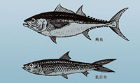 台湾海峡是我国重要渔场之一，鲔鱼和虱目鱼是台湾海峡的主要渔产之一